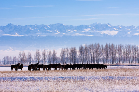 雪景 牧场