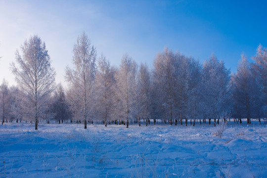 树林  雾凇 雪景