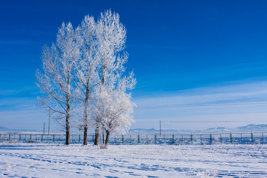 雪景