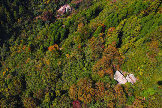 南岳衡山 森林 植被