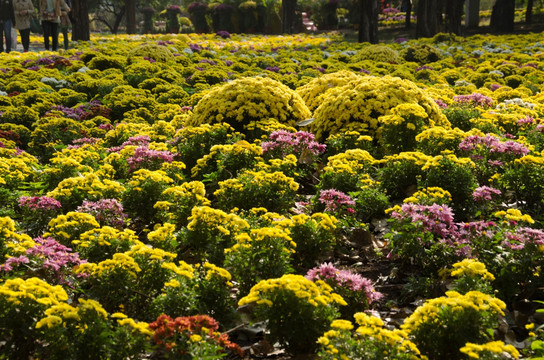 北京植物园菊花jpg