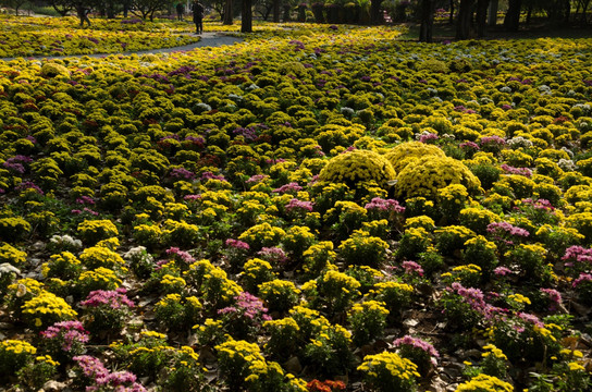 北京植物园菊花展jpg