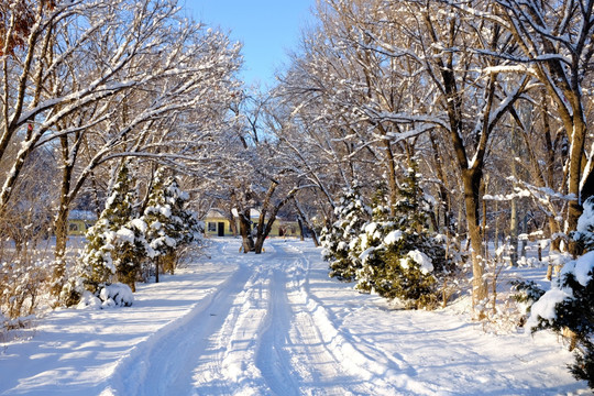 林中雪路