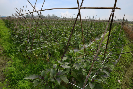 成都平原茄子种植