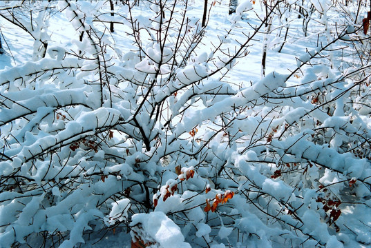 雪景 雾凇 树挂 冬景 高清