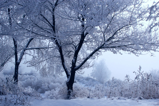 雪景 雾凇 树挂 冬景 高清