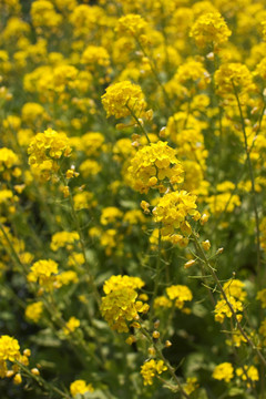 油菜花 金黄 油菜 植物 春天