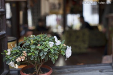 休闲场所 花卉 盆栽 小资