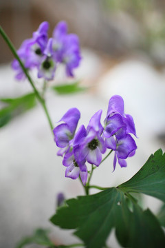 崂山野花