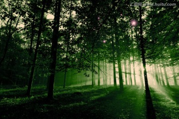 高清分层树林神秘森林 带调色层
