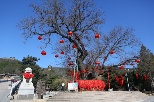 北京八大处公园