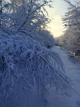 雪景 雾凇 树挂 冬景 高清