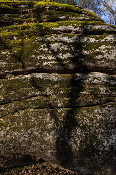 石头上的树影 竖片 竖构图