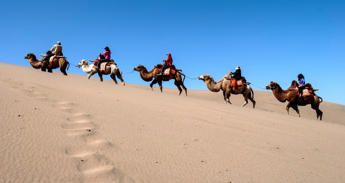 鸣沙山骆驼队