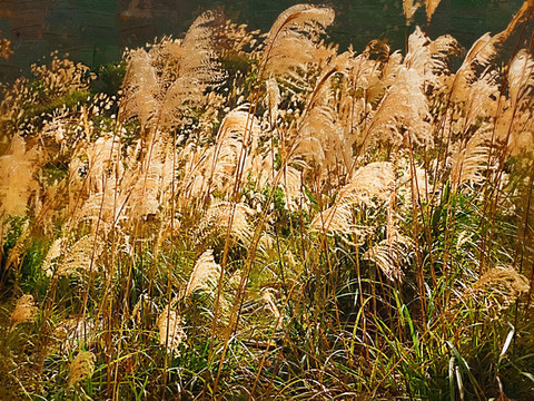 芦苇风景