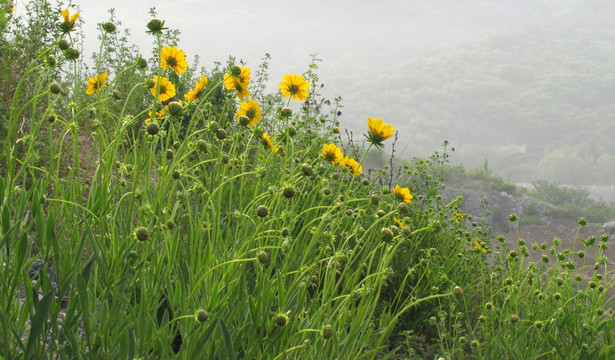 大金鸡菊