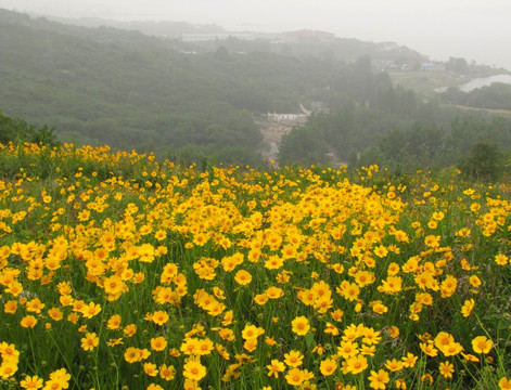 滁州丰山 人间五月天 大金鸡菊