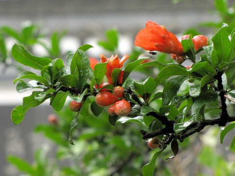 雨中石榴花