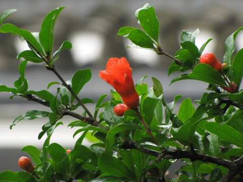 雨中石榴花