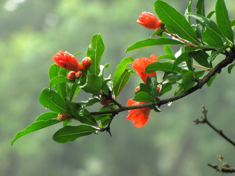 雨中的石榴花