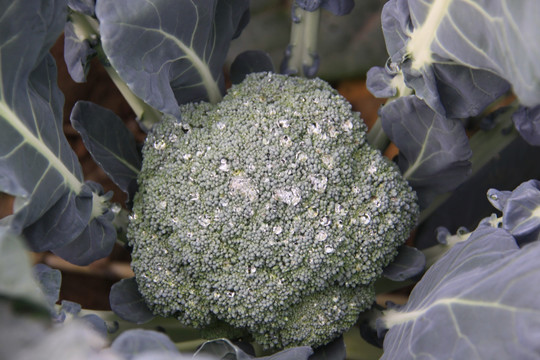 青花菜