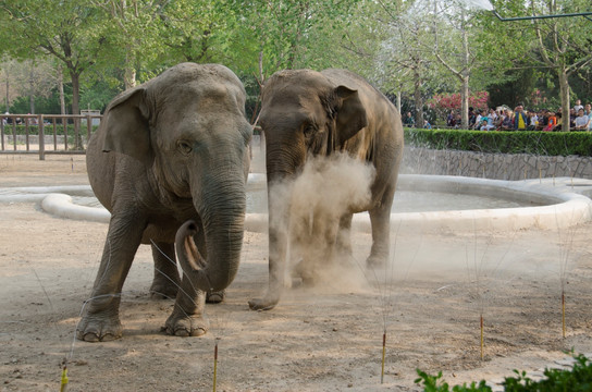 北京动物园大象jpg