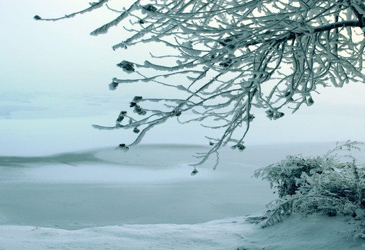 雪景 雾凇 树挂 冬景 高清