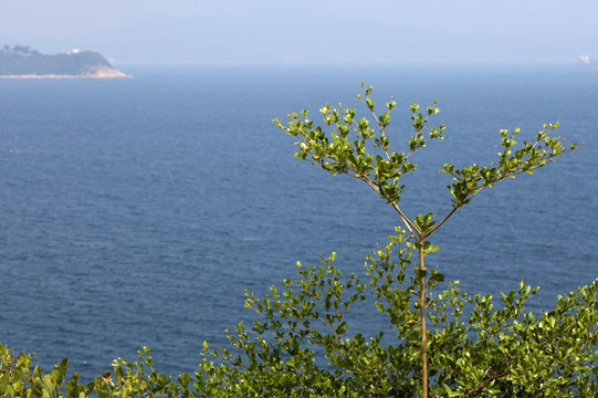 深圳 小梅沙 大梅沙 海滨公园