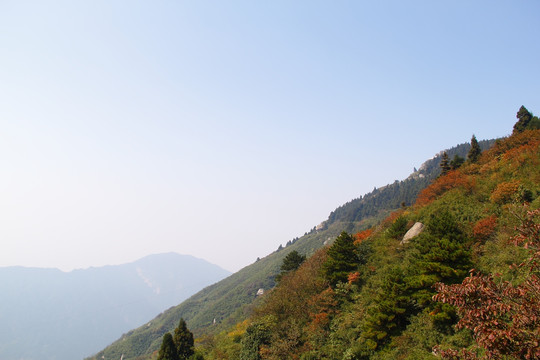 南岳衡山风景区 森林 植被