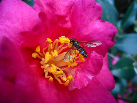 茶花 果蝇