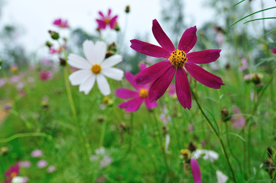 格桑花