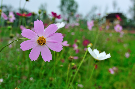 格桑花