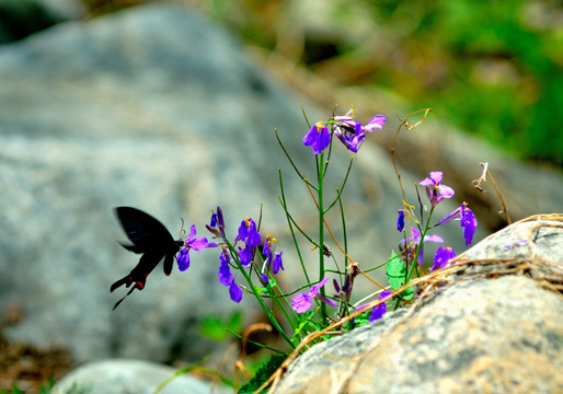 黑蝴蝶与紫色花
