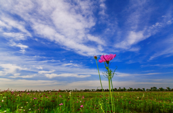 格桑花 （高清图）