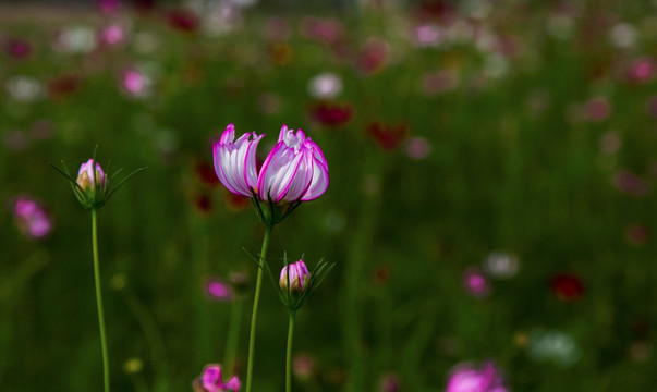 格桑花 （高清图）