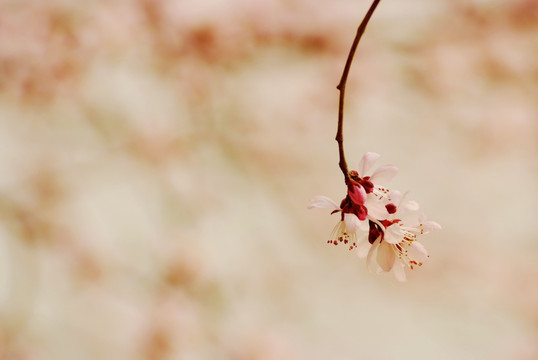 颐和园桃花