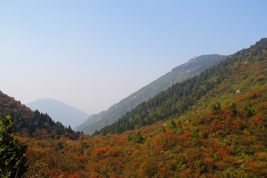 南岳衡山风景区 森林 植被