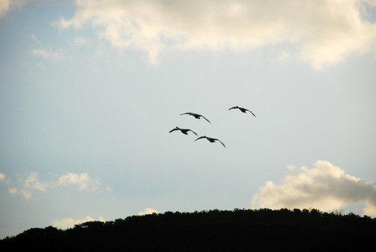 天鹅 鸟类 动物 天空 飞翔