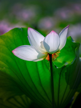 荷花（高清图）