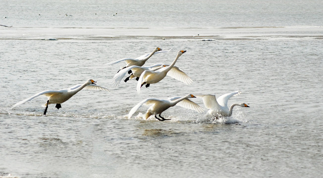 天鹅 白天鹅 湖水 鸟类 动物