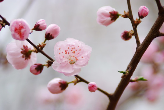 北京植物园梅花