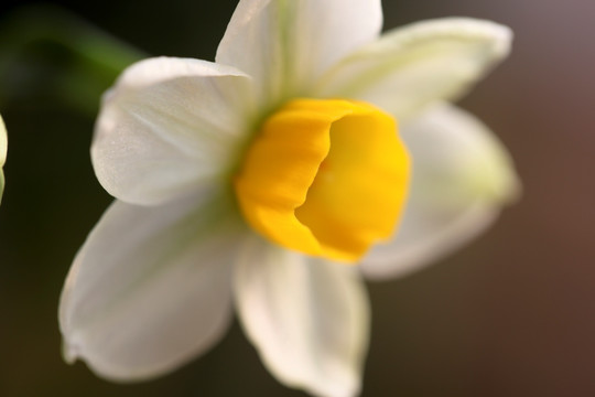 水仙 水仙花