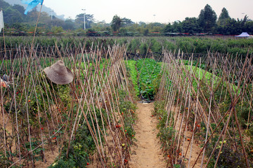 深圳凤凰山农场番茄