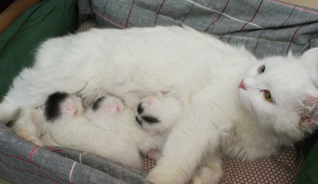 母猫与小猫