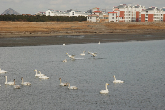 天鹅 白天鹅 楼房 湖水