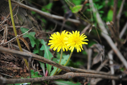 两朵小花