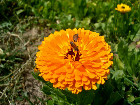 波斯菊 菊花 格桑花