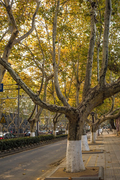 南京街头的梧桐树