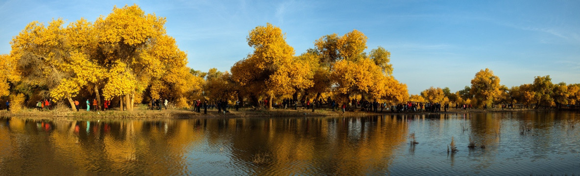 胡杨林 额济纳（高清大画幅）