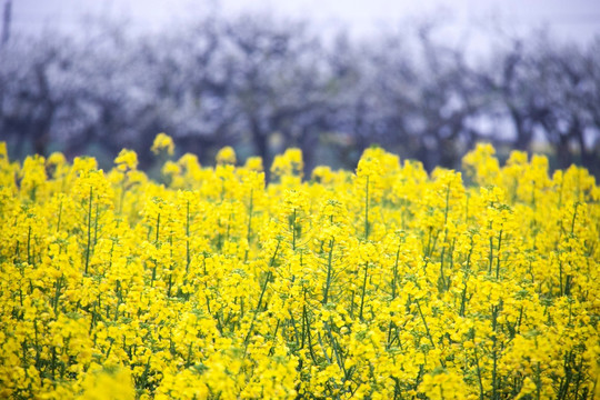 油菜花与梨花林